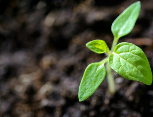 Example Title for New Post and Article